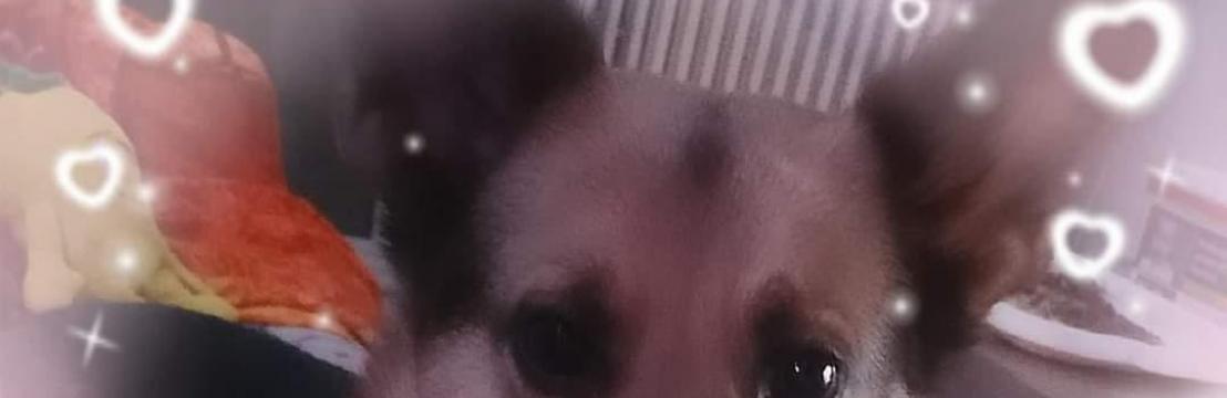 Liebes Zicke 