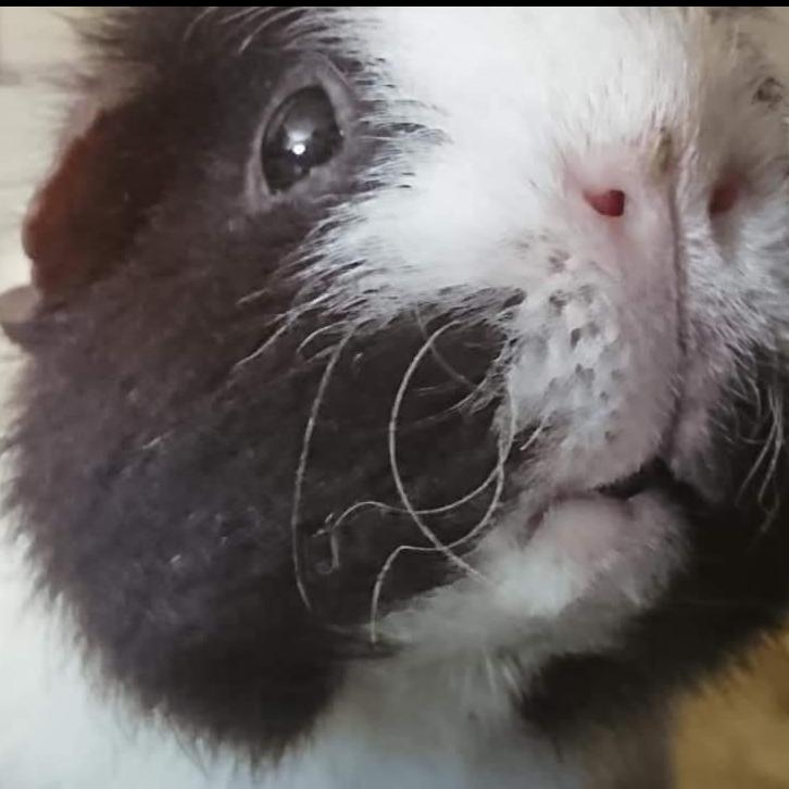 Meerschweinchen-Freunde