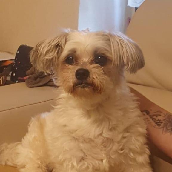 Malteser Hunde gruppe